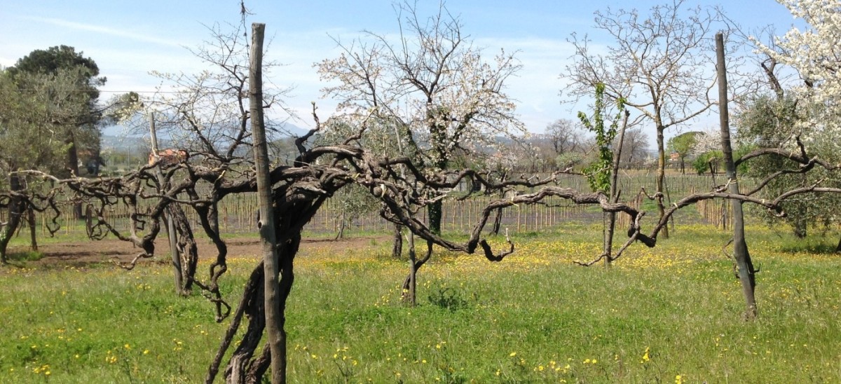 Cantine Lonardo Free Run Wine Merchants