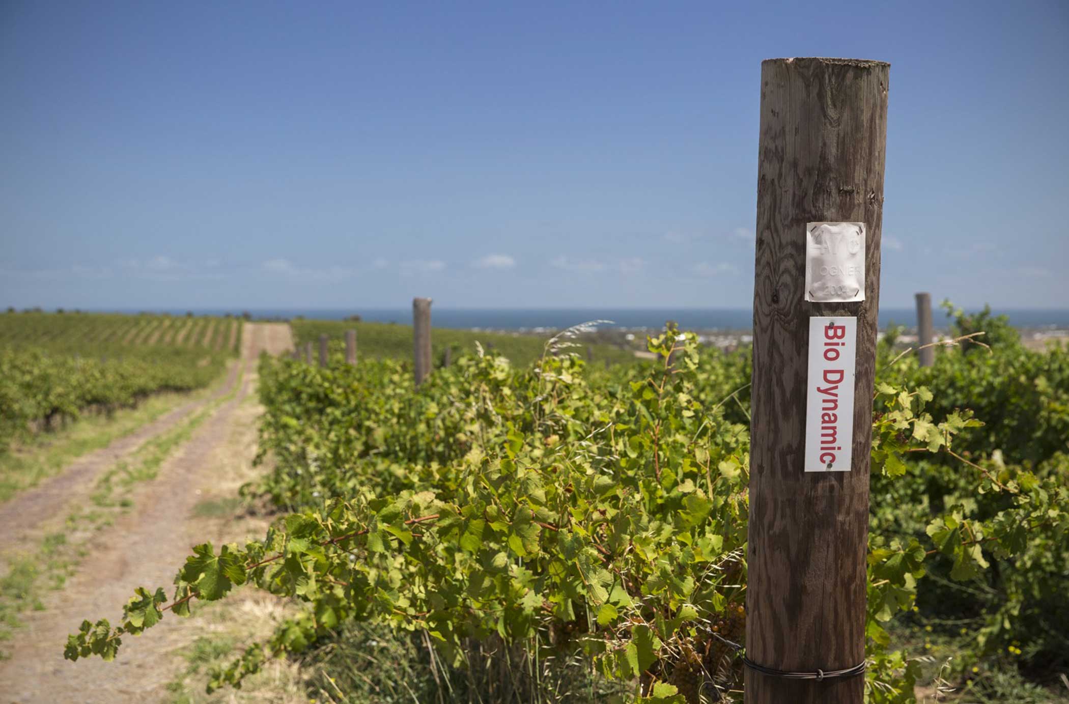 Tiny Paradoxes Free Run Wine Merchants